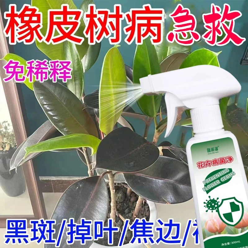 橡皮树炭疽病黑斑病焦边肥料急救掉叶下垂枯萎专用营养液免稀释肥
