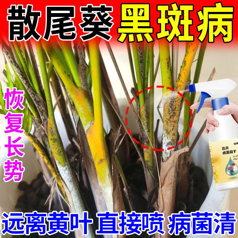 散尾葵黑斑病专用营养液生根防黄叶干尖白粉家用四季花肥盆栽增绿