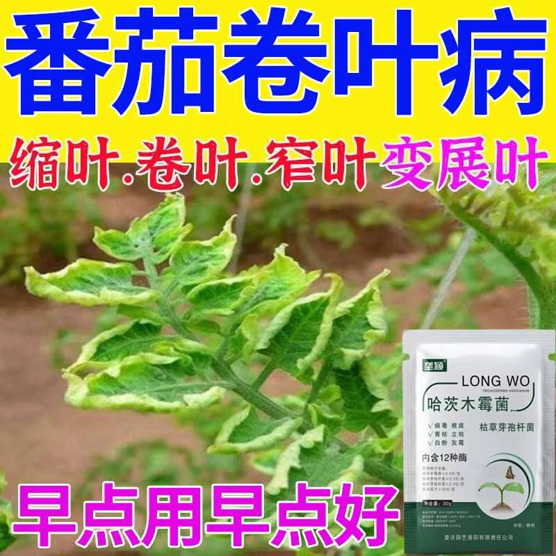 番茄专用肥料病菌清番茄卷叶病灰霉病炭疽黑斑病西红柿专用叶面肥