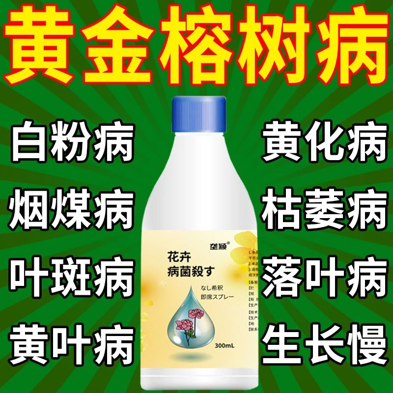 黄金榕黄叶枯叶专用防白粉黄化烟煤枯萎落叶黄叶叶斑病害叶面肥料