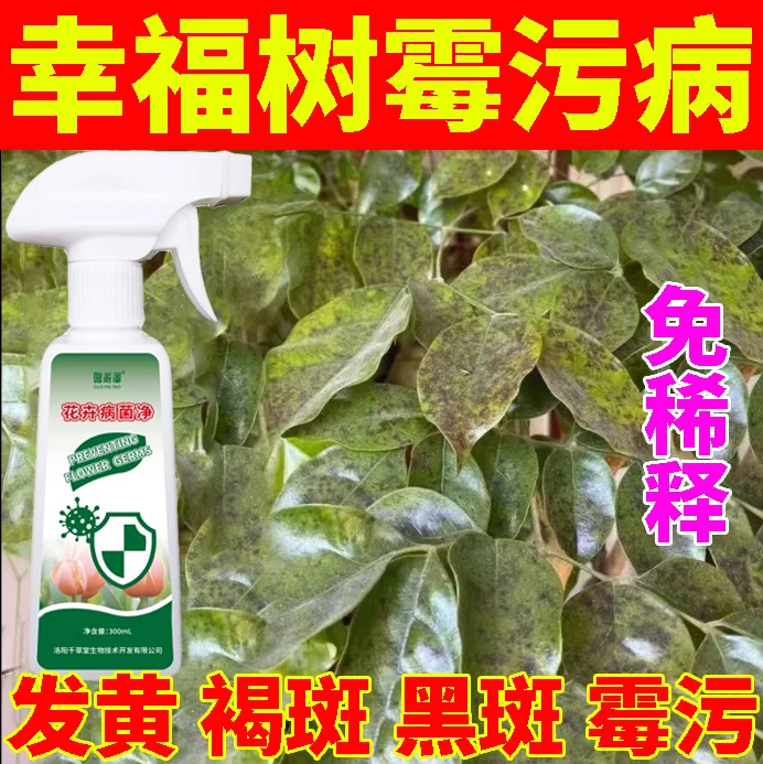 幸福树霉污病白粉病专用肥料发黄褐斑黑斑霉污掉叶焦叶补救营养液