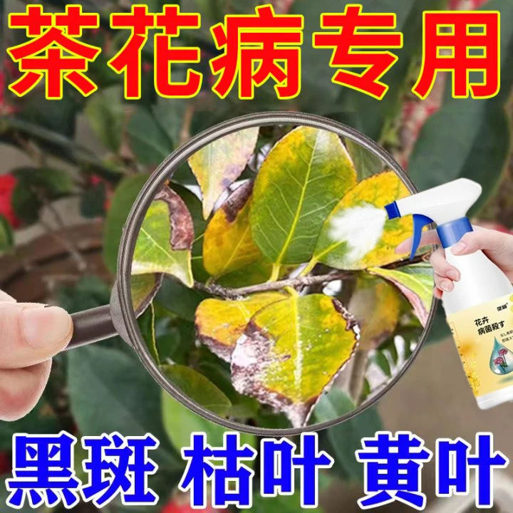 茶花黑斑病专用肥料黄叶枯叶干尖掉花苞枯萎炭疽病除菌促花营养液