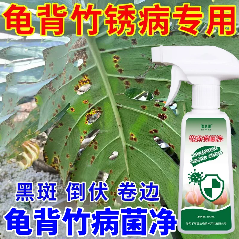 龟背竹锈病抑菌剂龟背竹黄斑病菌净肥料锈病炭疽病灰斑病蔓枯病