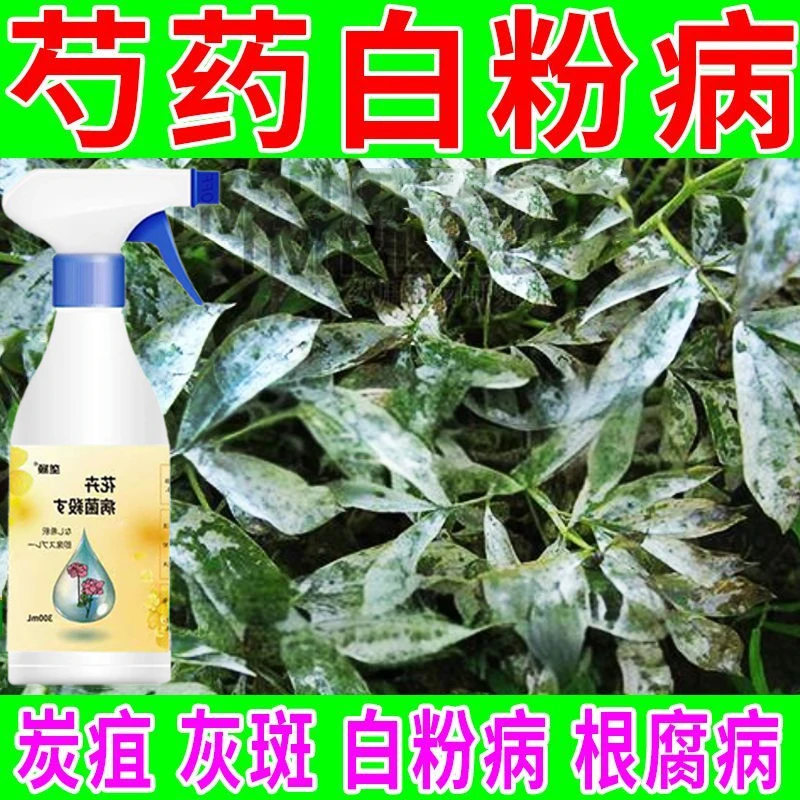 直接喷】芍药白粉病急救黑斑病灰霉病褐斑病锈病炭疽卷叶病除菌剂