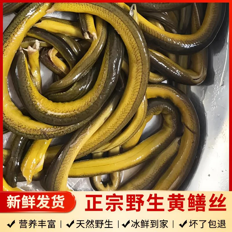 阜宁正宗野生黄鳝(丝)新鲜发货不冷冻 3斤江浙沪包邮