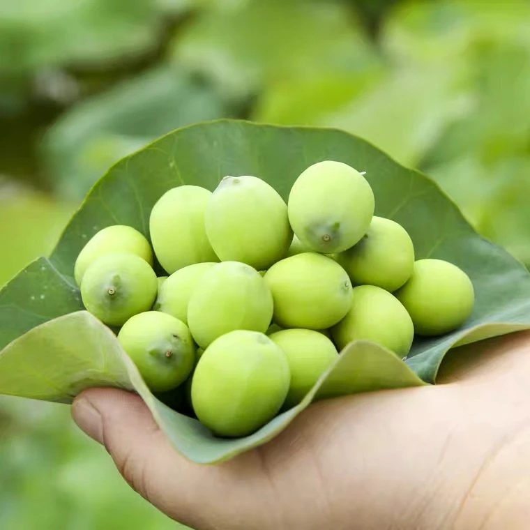 新鲜莲子莲蓬生吃去芯食用现摘现剥带莲蓬丝保鲜发货当季蔬果鲜货
