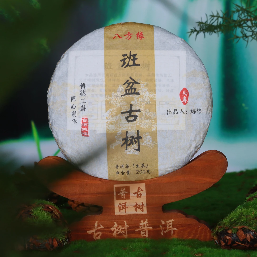 班盆古树2023年头春头采古树生普200克