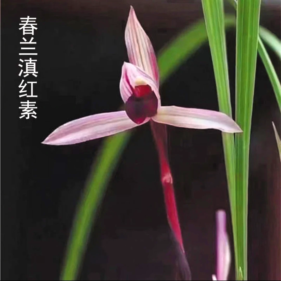 春兰名品【滇红素】终身包对版 假一赔十放心购买