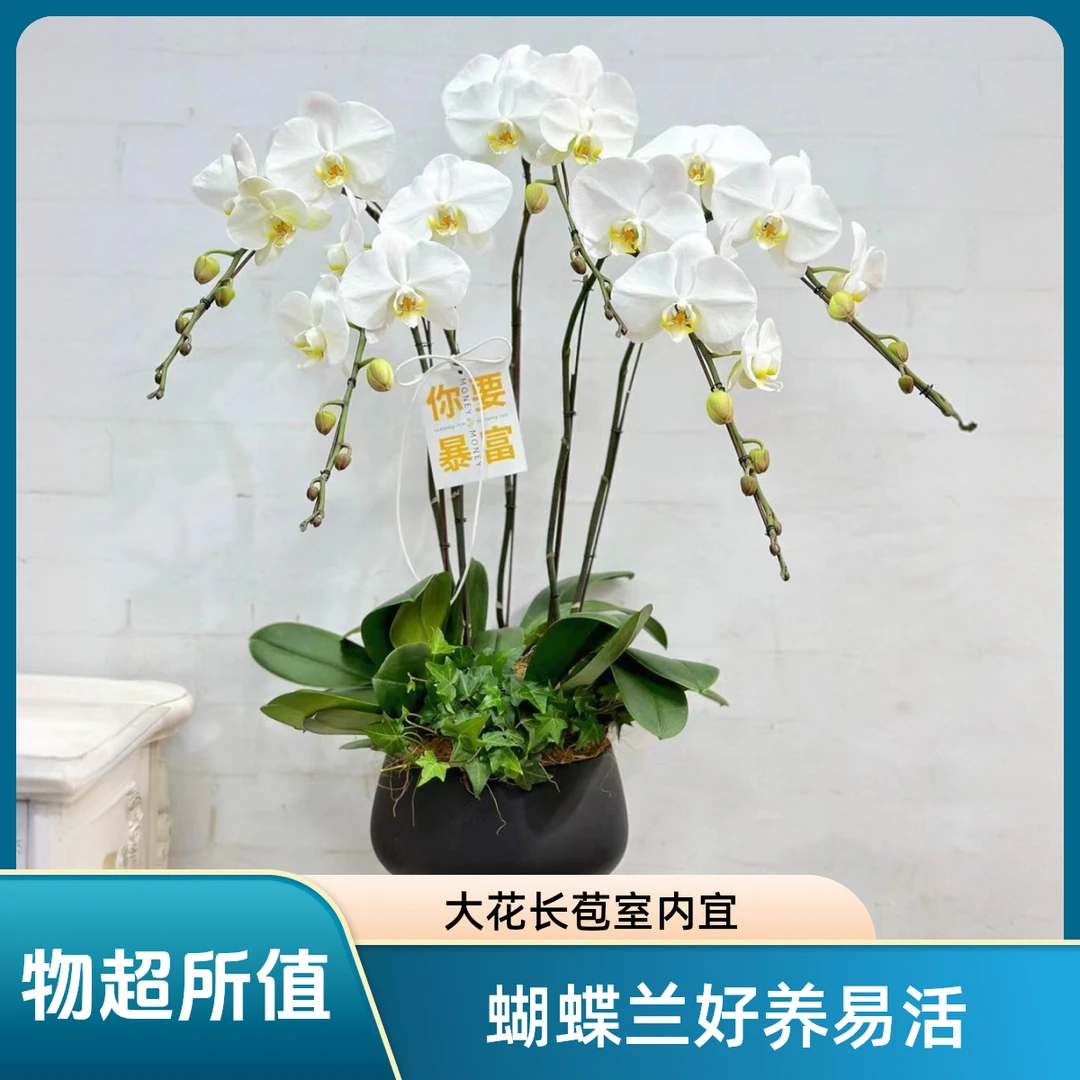 精品蝴蝶兰【大白】白色大花朵系好养易活婚礼送礼佳品