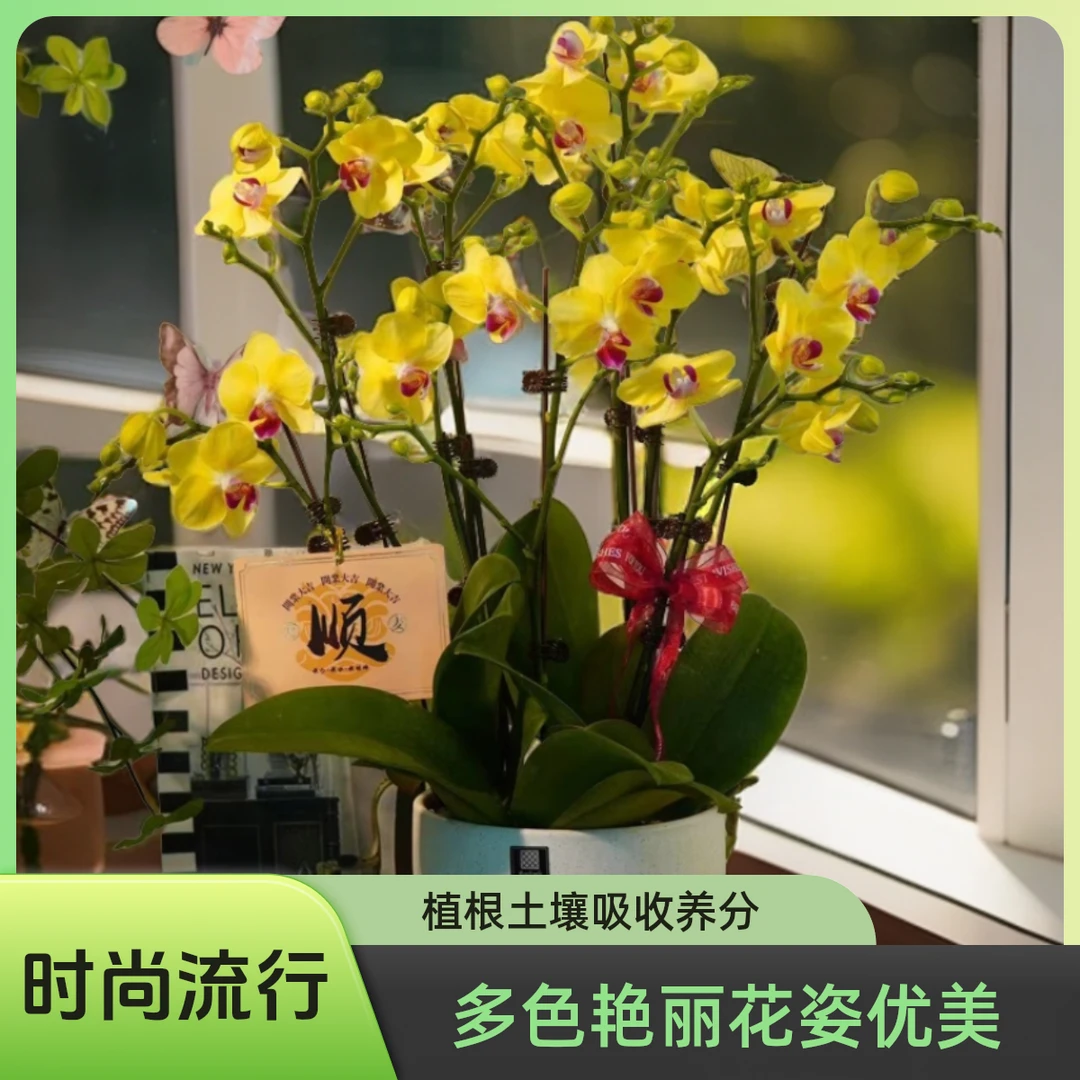 蝴蝶兰【朝日】黄色中小花室内好养花期长带花苞鲜花