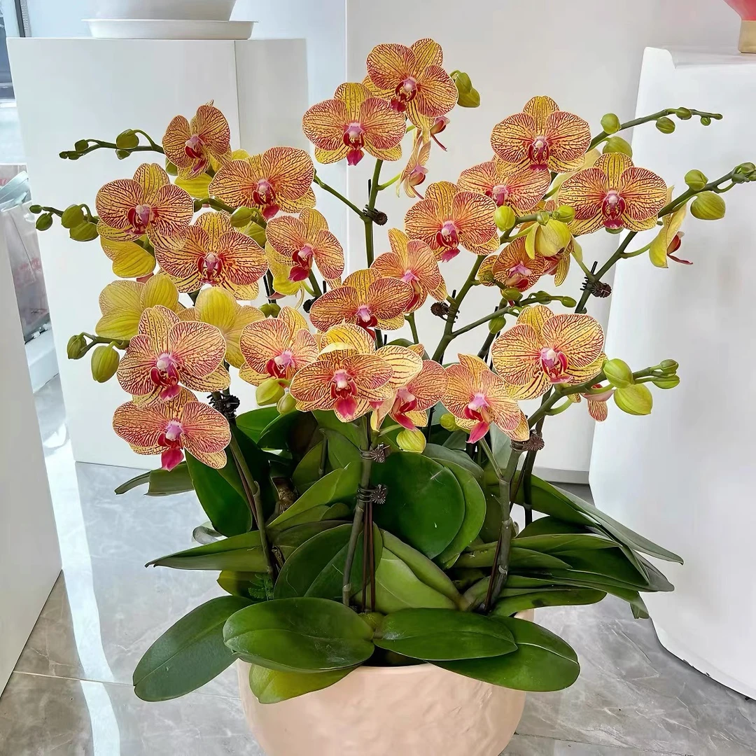 精品鲜花蝴蝶兰【黄金甲】室内家居 花卉绿植盆栽 送礼带花带花苞