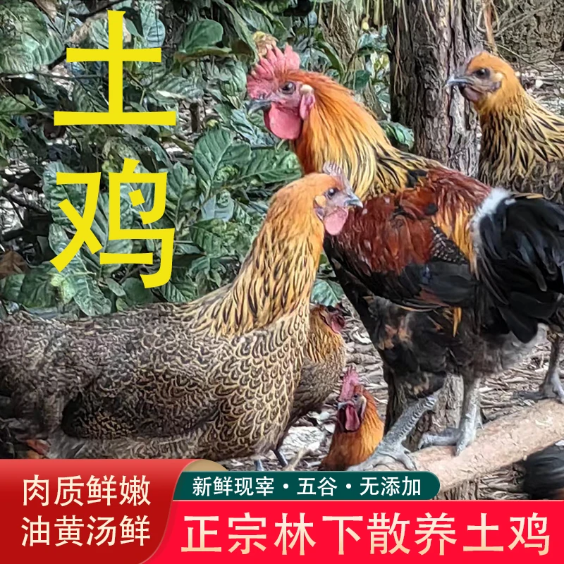 云南保山特产土鸡新鲜现杀农家散养公鸡 现宰现发5/斤 6/斤整只装