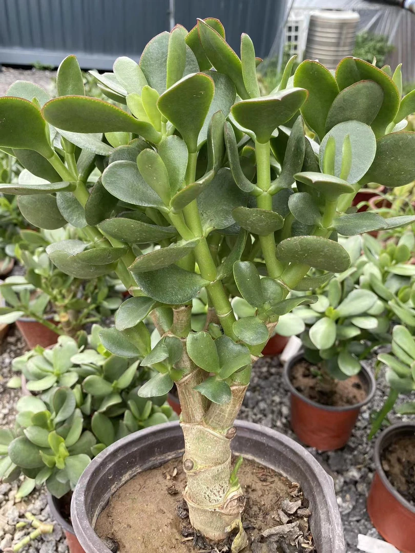 玉树多肉多肉植物老桩室内玉树盆栽多肉盆栽，带土球发货，不包损