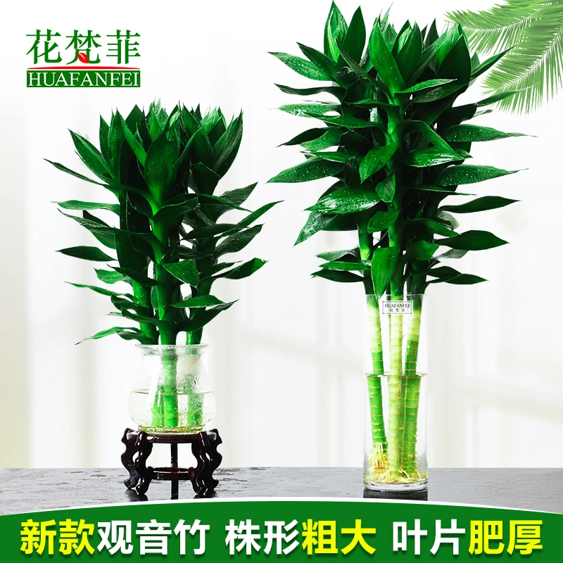 高版水养大叶观音竹富贵竹水培植物花卉办公室桌面室内小盆栽