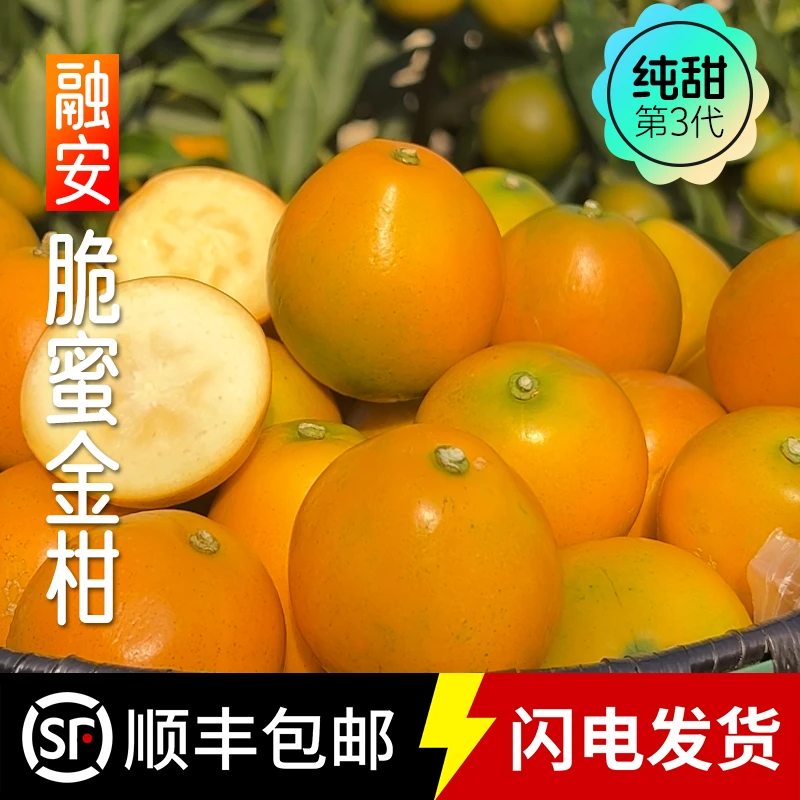 融安脆蜜金桔三代 广西脆蜜金柑 新鲜金桔新品种 纯甜无酸不麻嘴
