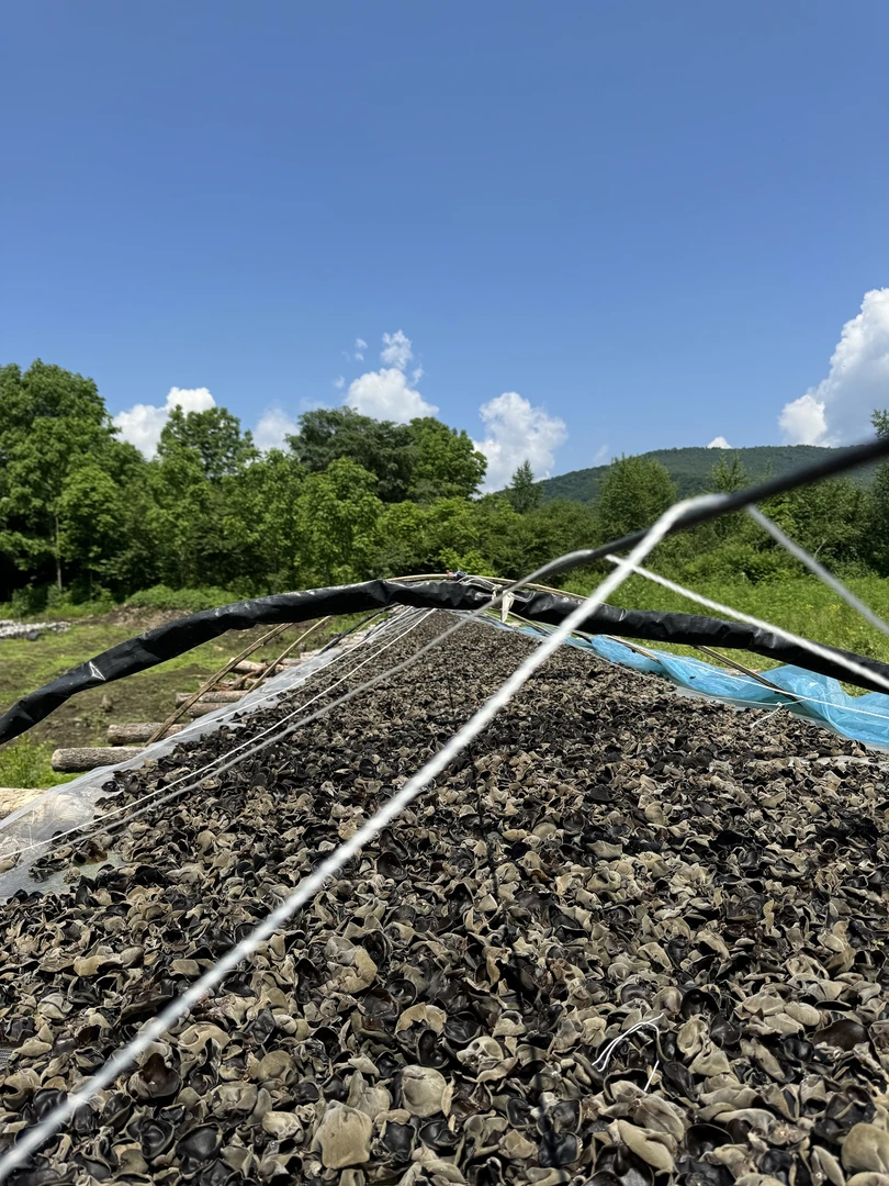 小兴安岭伊春2025年头茬春木耳 自家种植  地摆木耳