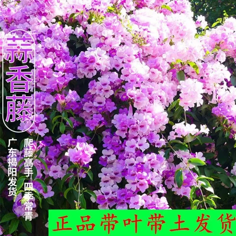 爬藤植物蒜香藤花苗 紫铃藤 漂亮藤本花卉花多好养庭院绿篱盆栽花