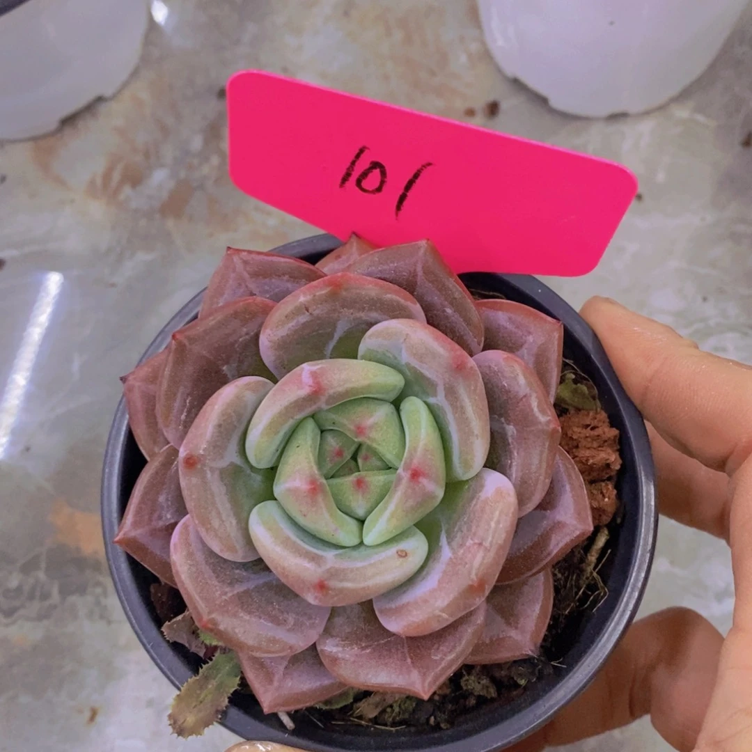 多肉植物，开心多肉