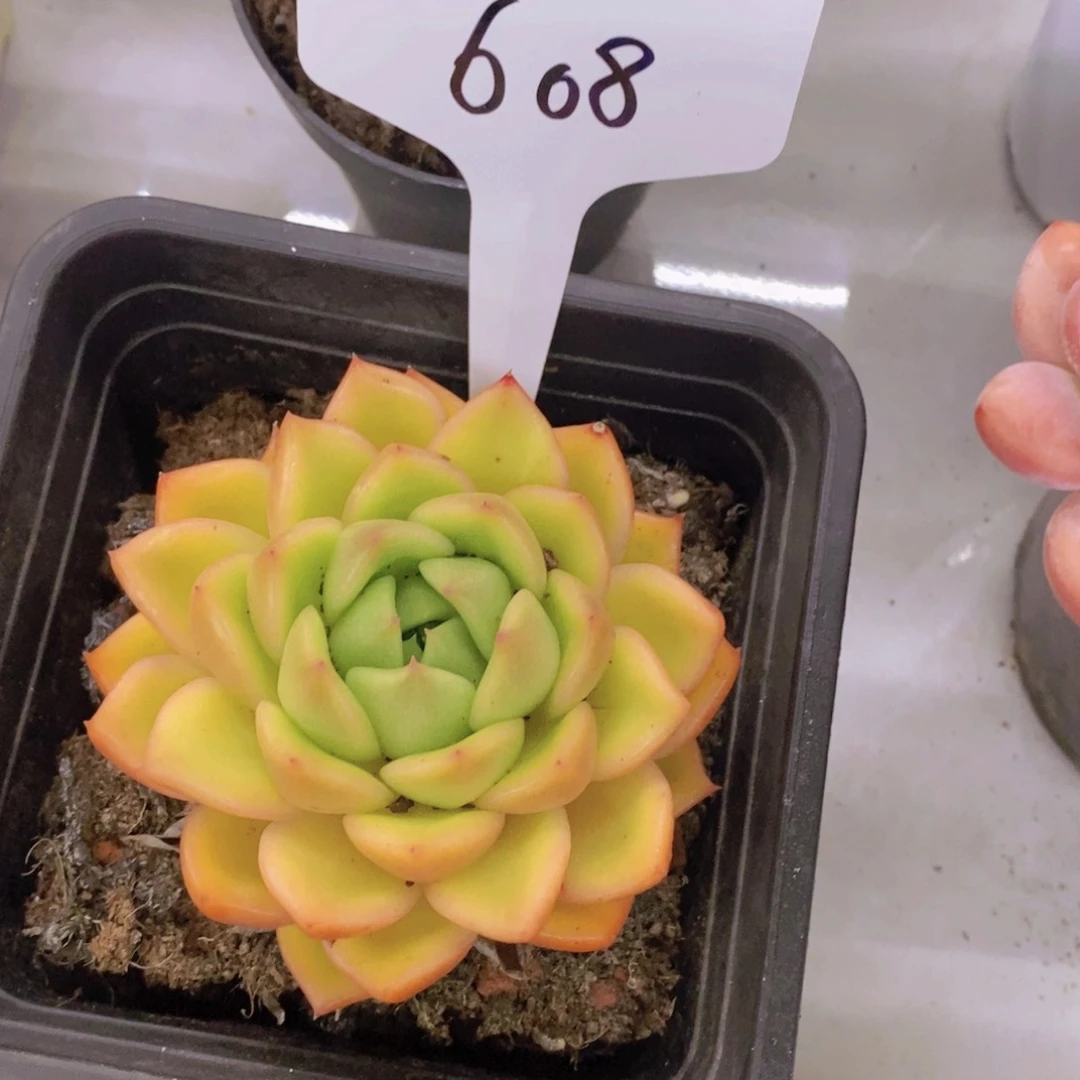 多肉植物，开心多肉