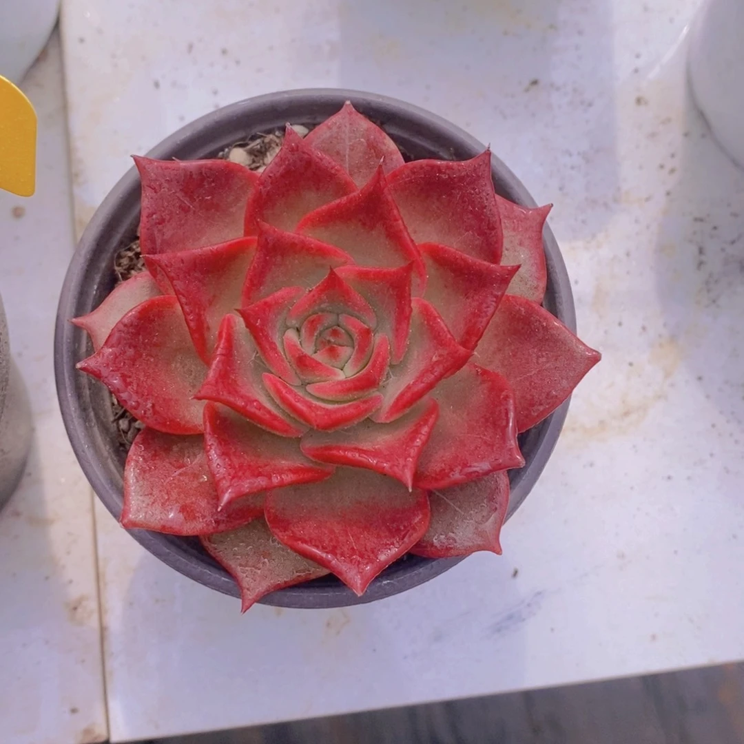 多肉植物，开心多肉米亚