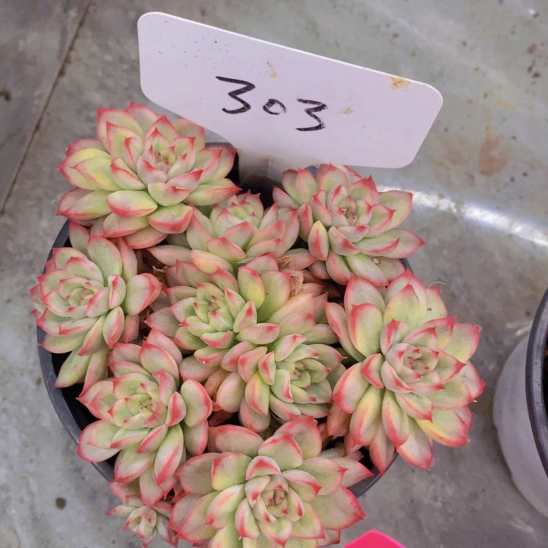 多肉植物，开心多肉