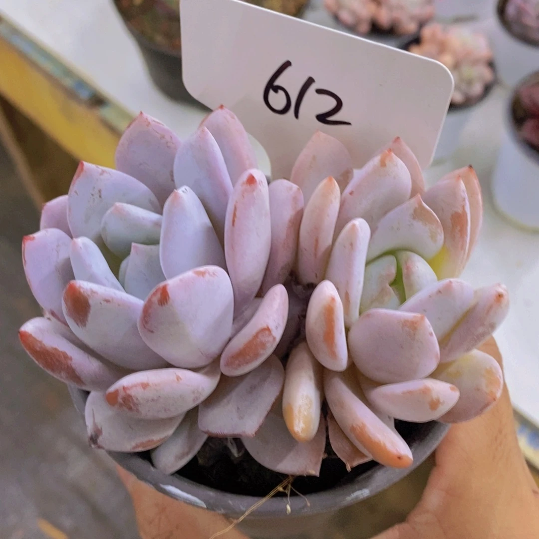 多肉植物，开心多肉