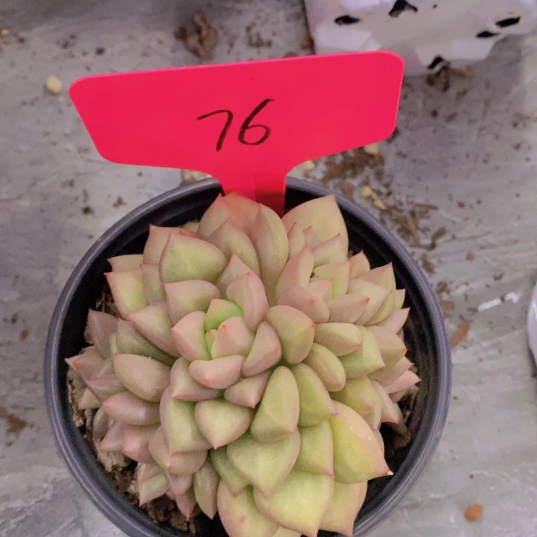 多肉植物，开心多肉