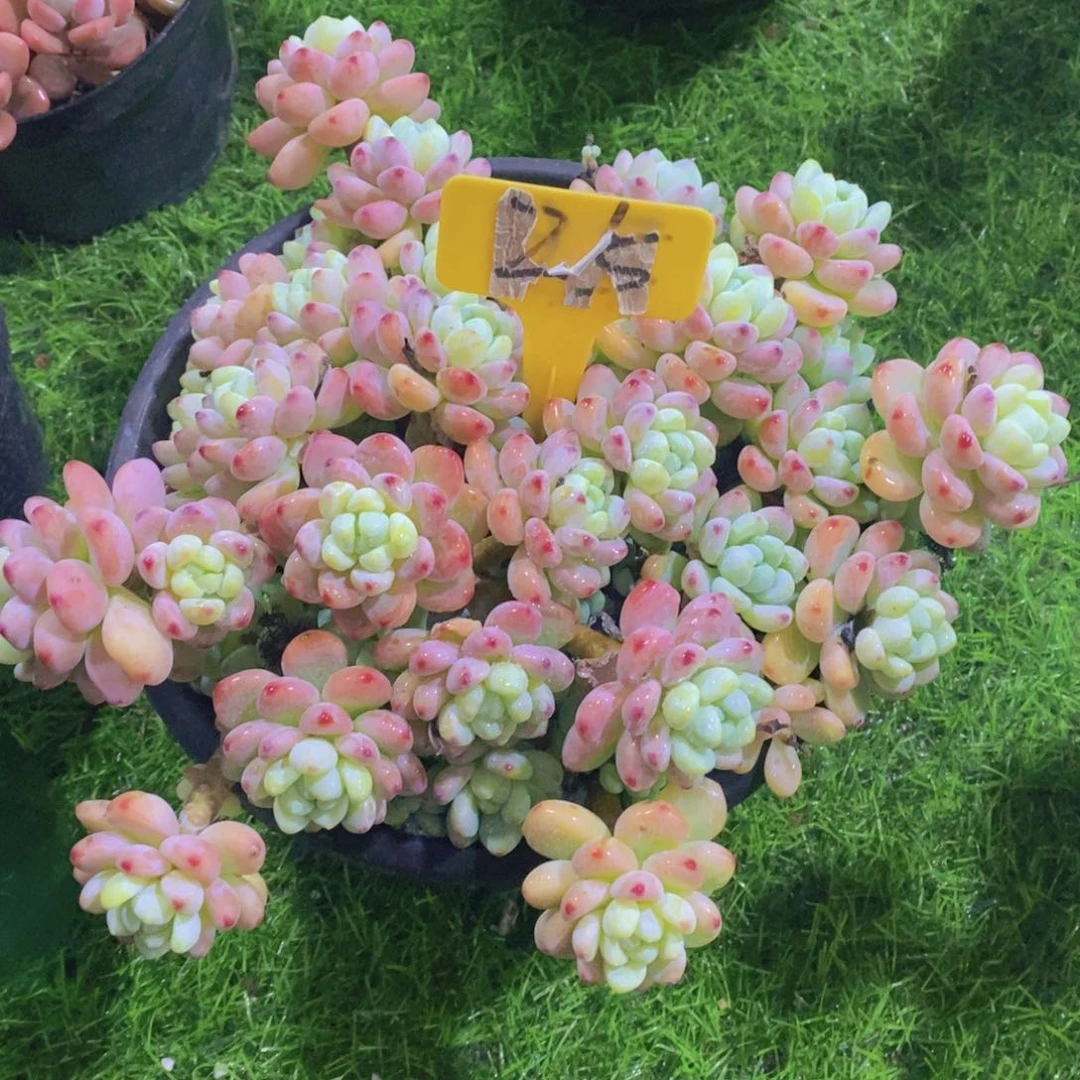 姜**心多肉植物，开心多肉