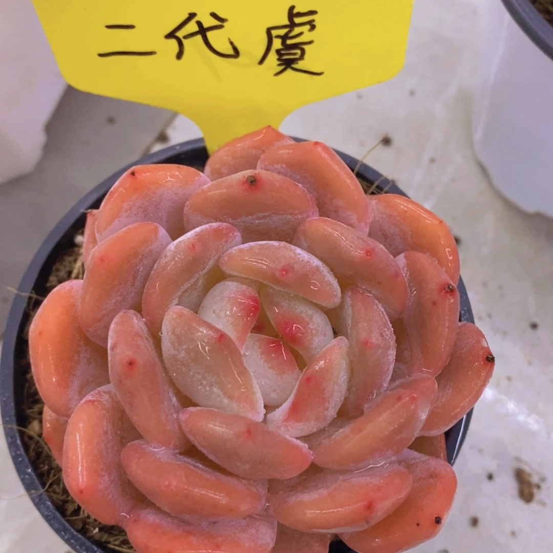 多肉植物，开心多肉