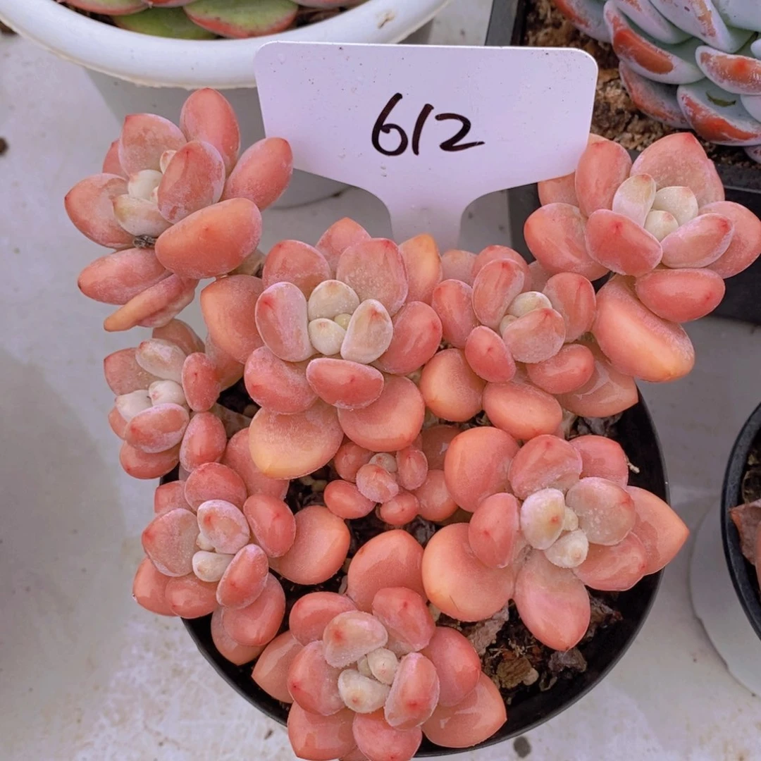 多肉植物，开心多肉