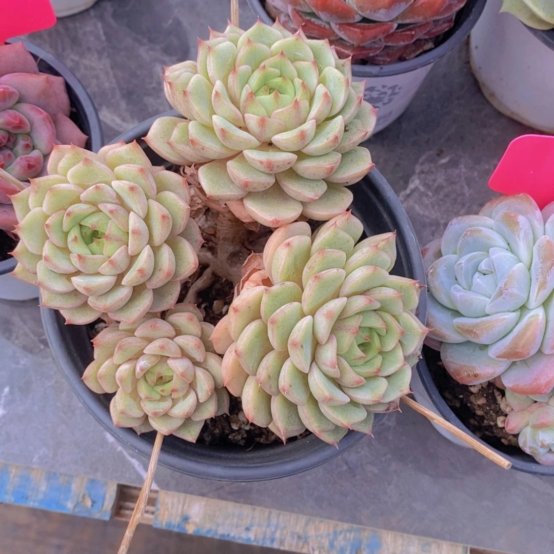 多肉植物，开心多肉