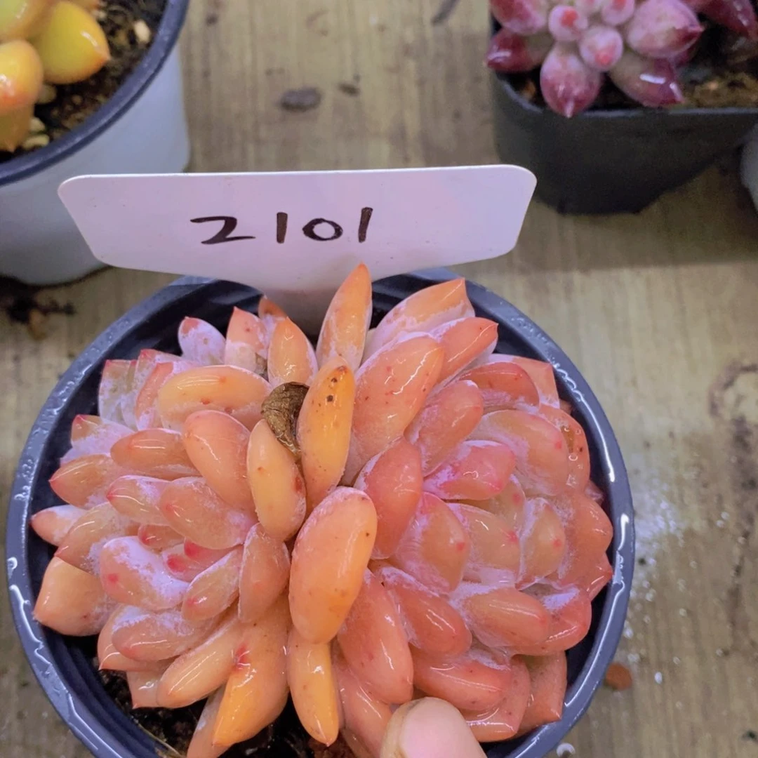 多肉植物，开心多肉