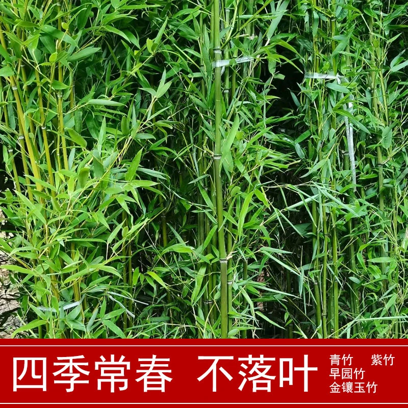 竹子苗庭院四季常绿耐寒植物花园植物紫竹金镶玉青竹苗罗汉竹盆栽