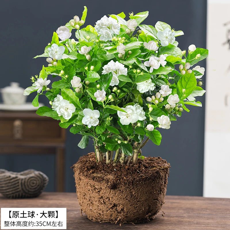 大盆茉莉花盆栽老桩树苗四季开花好养活客厅办公室桌面室内花芳香
