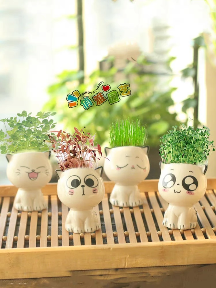 长草娃娃儿童种植植物绿植小盆栽桌面礼品幼儿园发芽种子观察实验