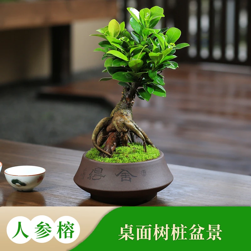 小叶榕树室内常青盆栽绿植人参榕造型树桩盆景桌面好养观叶小植物