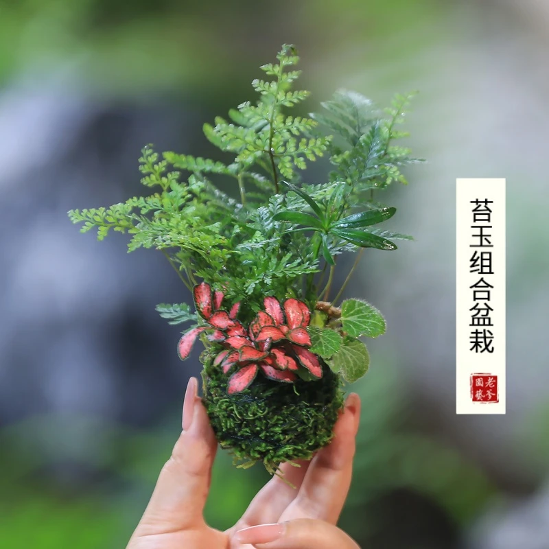 水培苔藓球去绿植物苔玉球水培净化空气好养室内吸甲醛苔玉发财树