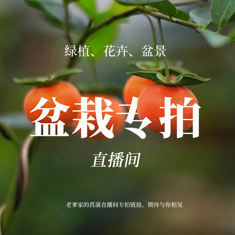 直播间一物一拍（白蜡雀梅榕树罗汉松内门竹等）造型盆景