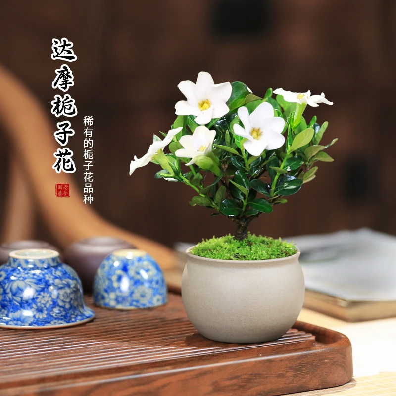 栀子花桌面迷你小盆栽净化空气阳台植物室内花卉绿植车内小盆栽