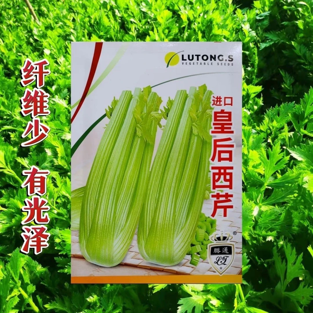 芹菜种籽进口皇后西芹种籽蔬菜香芹无筋实心西芹蔬菜种子高产四季