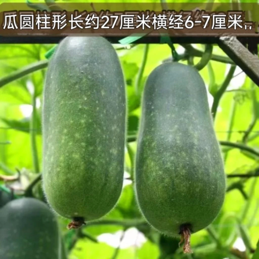 绿春小冬瓜种子农家庭院阳台春秋季早熟毛冬瓜种籽夏季小节瓜种孑