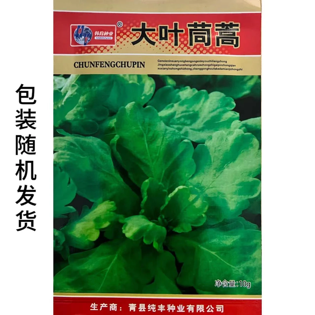 大叶茼蒿种子高产四季皇帝菜耐热耐寒大宽叶茼蒿菜蔬菜种子大全