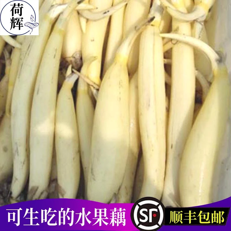 荷辉新鲜嫩莲藕脆藕湖北清香生吃水果藕3斤非马踏湖清白莲藕脆嫩