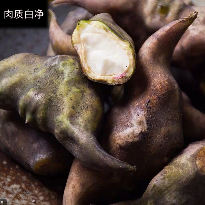荷辉老菱角湖北洪湖特产粉糯两角黑菱角现摘现发3斤农家新鲜菱角