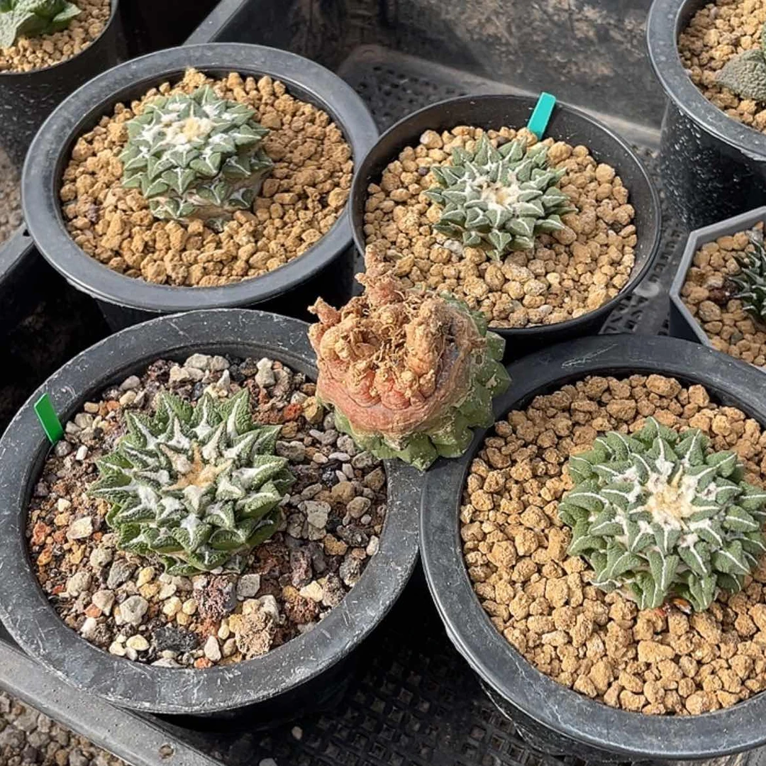 【闪购商品】黑牡丹自根萝卜根，一颗