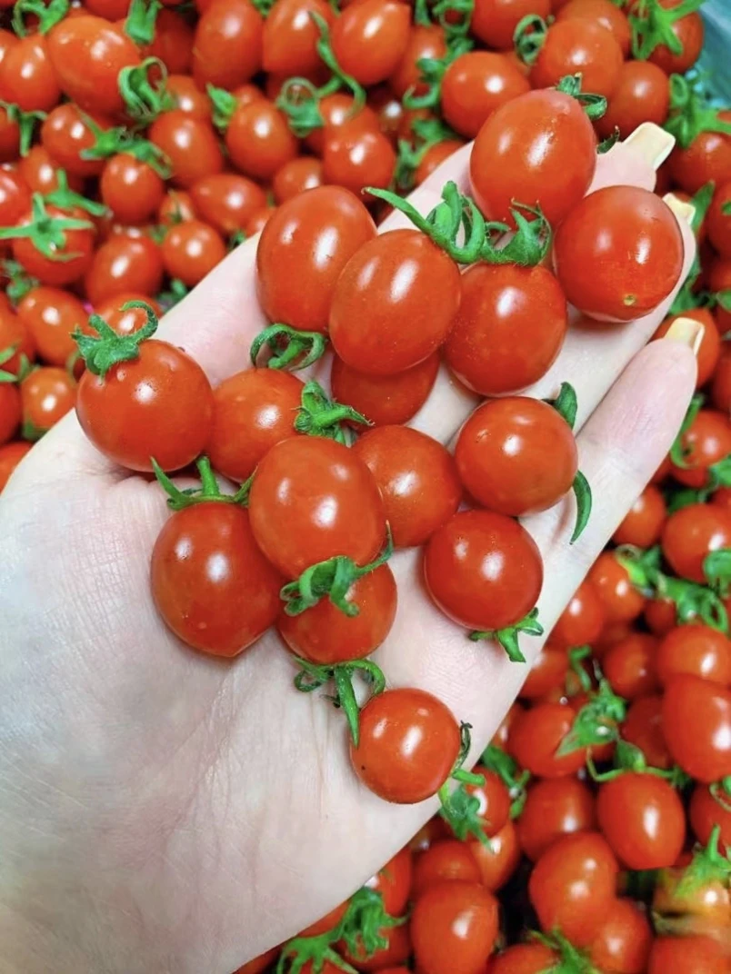 田野果品—圣女果 约 500克