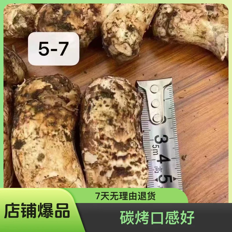 雅江松茸刺身碳烤
