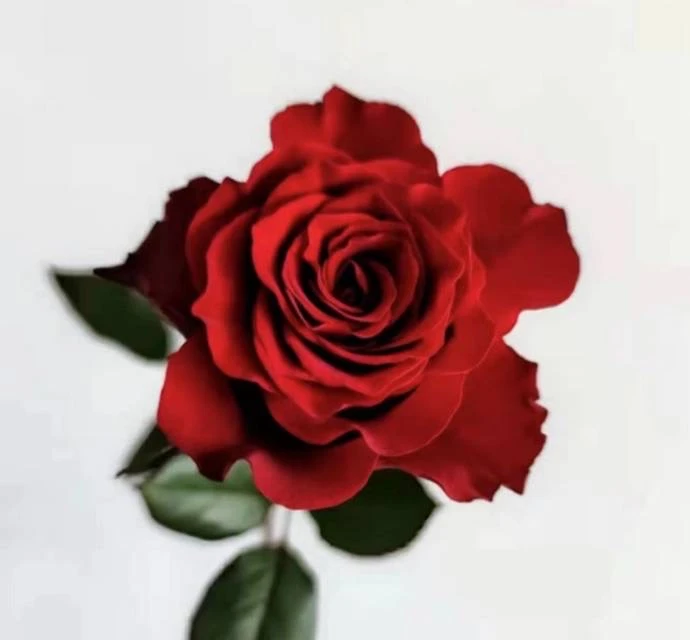 【单头玫瑰高原红10枝】单头玫瑰高原红鲜切花本地发货同城1小时送达