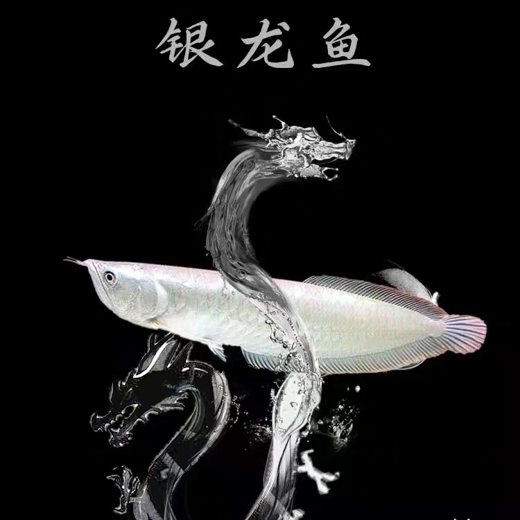 精品热带银龙鱼活体黄化白子银龙观赏鱼养鱼饲养发货清理混养