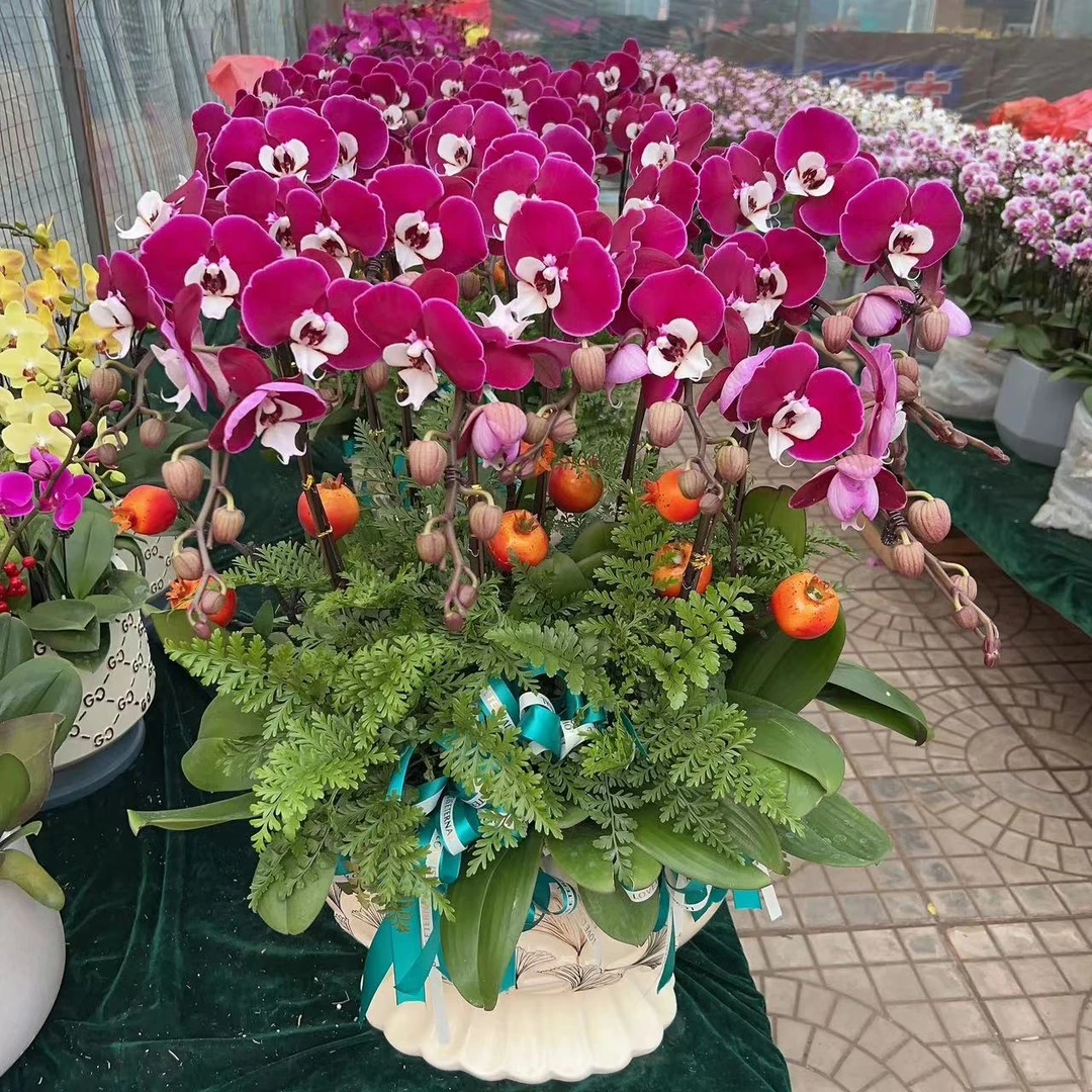 植趣蝴蝶兰【米歇尔】3.5加高出剑苗 蝴蝶兰皇后 叶片易裂